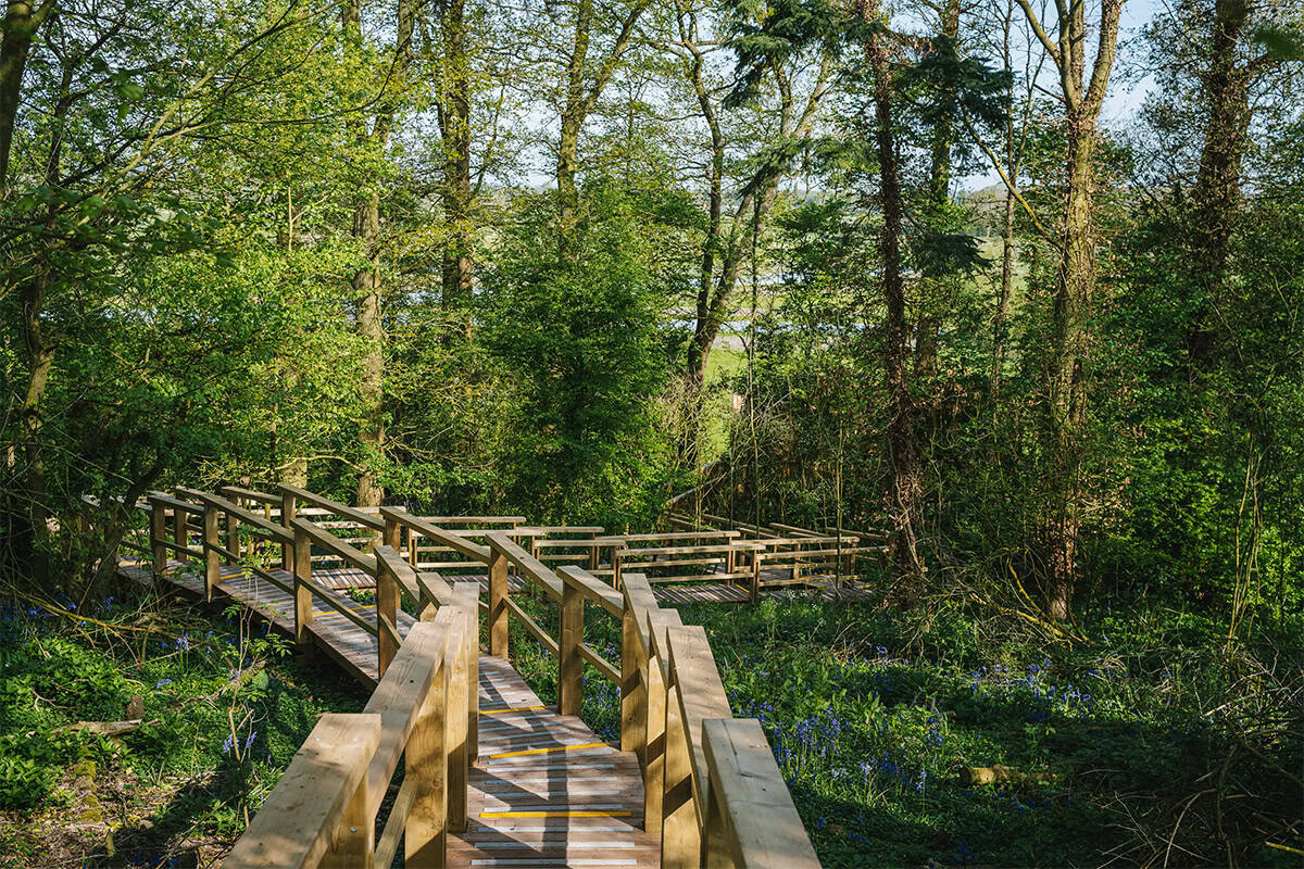 Timber boardwalk winding through bluebell woodland connecting Elmore Treehouses eco-lodges
